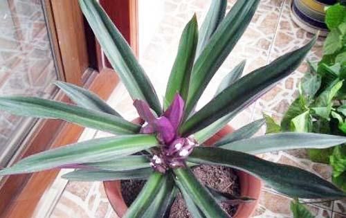  姑娘说：把阳台的盆栽换成这些，阳台颜值直线提高！