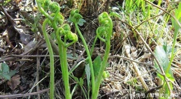  『蔬菜』农村4种“野菜”，以前没人爱，如今成高档蔬菜，想吃得花钱买