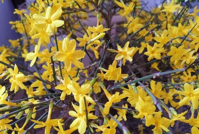  [日子]迎春花开了，百花齐放的日子，还远吗？