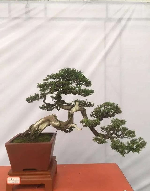 中国?新沂第二届精品盆景展回顾