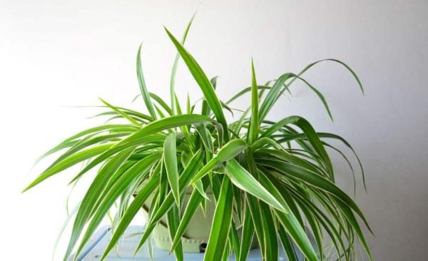  越养越■这3种植物虽然“丑”，却是天然“空气净化器”，越养越值钱