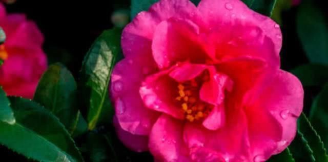  「适合」这“花”似茶似梅，花大色艳，堪比牡丹，开5个月，适合家养盆栽