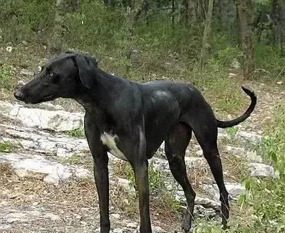  [野味]农村的这四种动物越来越少，为了赚钱都被抓绝了