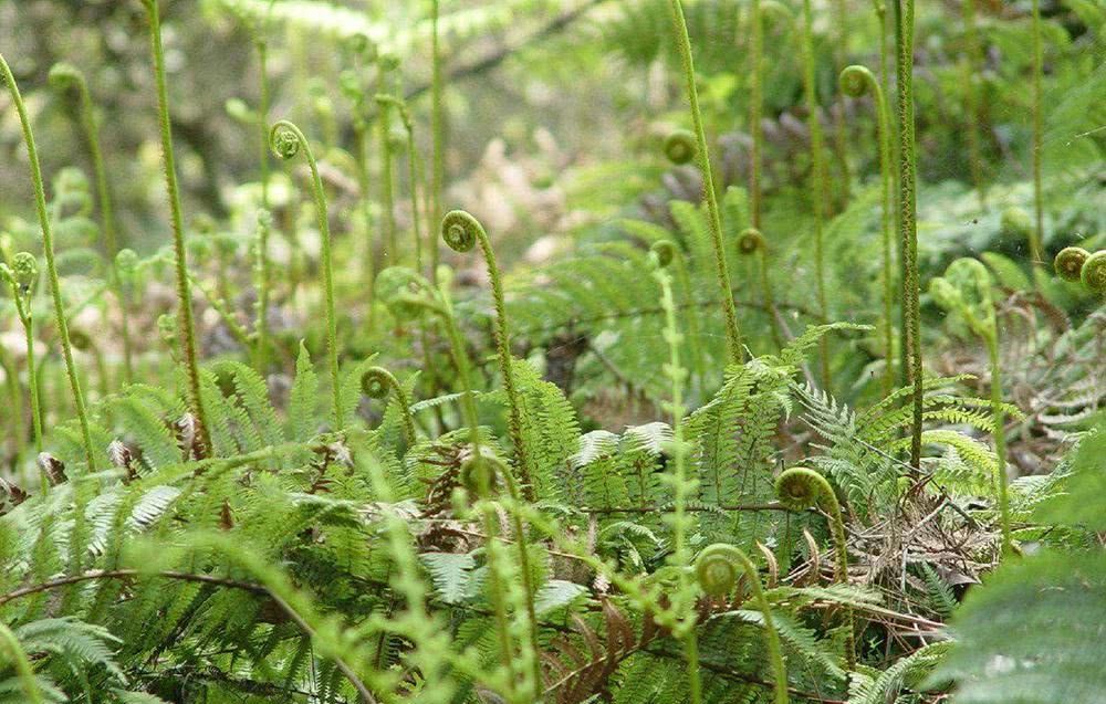 [蔬菜]产量高，种一次可收15年，20元一斤不愁卖，却没见多少人