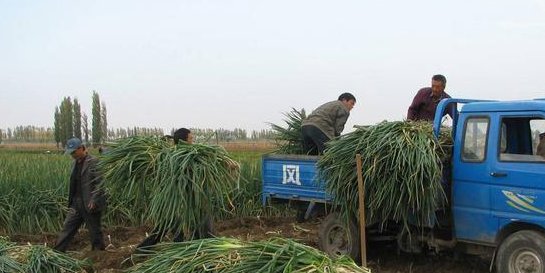  [太不容易]去年批发1.2元每斤，今年低到4毛，亩亏近千元，农民