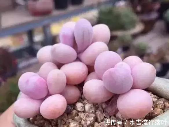  #女生#老睢养花多肉植物千千万，女生最爱是桃蛋，教你4个注意事项
