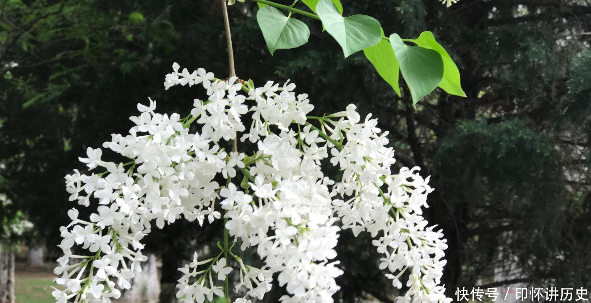 「香飘」它明明是树,被中国的四个省会城市当作市花,花期到来香飘满城
