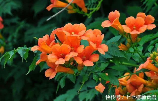  「凌霄花」凌霄花需不需要摘顶，养护凌霄花要注意什么？