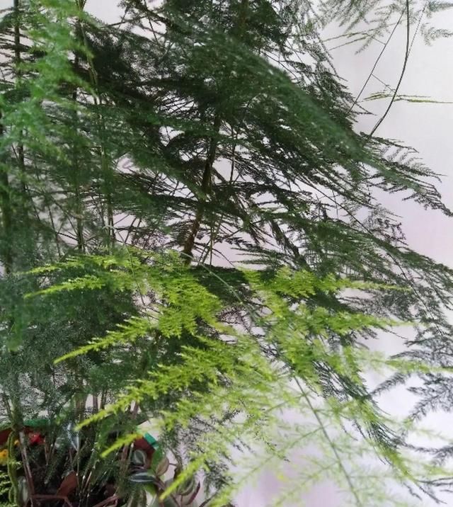  [窜成]18种花，挂窗台窜成绿窗帘，天热了遮阴真凉快！