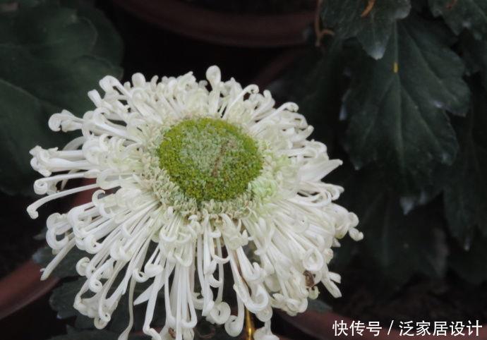 #西洋杜鹃#喜欢玫瑰,不如养“珍品菊花”淡粉千杯,似白色向日葵,素洁高雅