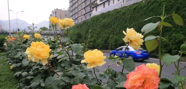  台阁现象：月季花的花朵中间长了“绿鼻毛”是什么回事?月季的返祖现象