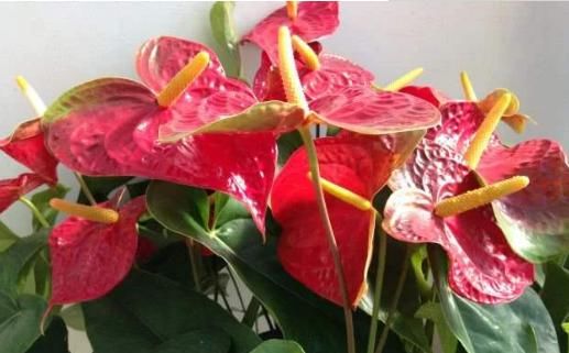  [热越]家里喜欢养花，此款花卉一年四季开花，越热越疯长，花朵绚丽繁盛