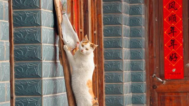 有关猫咪的几个谣言，你信了吗？