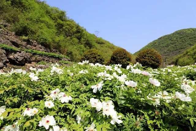  「丫山牡丹」嘘！她就是南陵本土集美貌与才华于一身的花仙子