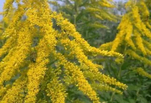 农村野菜，农民看到就想拔掉，不知它是价值很高的稀罕物