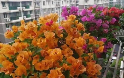  #便宜#春天养花，不妨养这四款花，便宜又好养，花开美观又大气