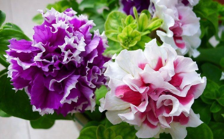 『漂亮』喜欢养护花卉,就选“5款花”,花大色艳数量多,开花爆盆真漂亮