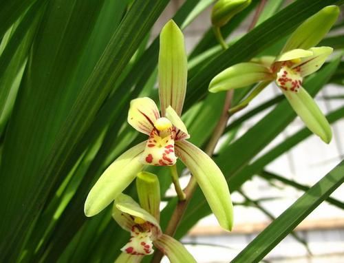 「美艳」喜欢菊花,不如养这四款花,开花稠密又美艳,花朵美丽爆大盆