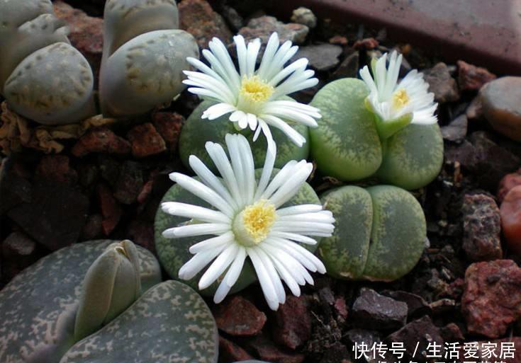 【观赏价值】花卉种植技术:小巧可爱的多肉石生花种类繁多,石生花品种介绍!