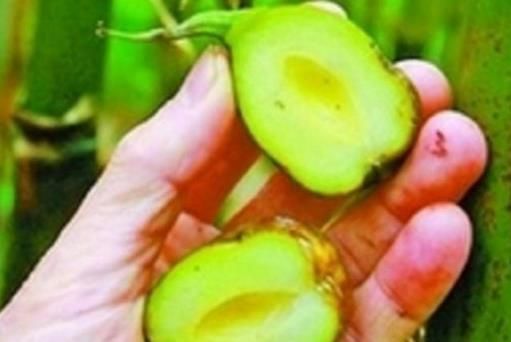  「口感」原来竹子也有果实，50年才结一次果，口感绵密，还十分可口？