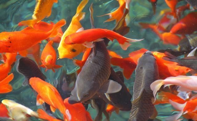 随着农村经济快速发展，2019年农村养殖什么最赚钱呢？