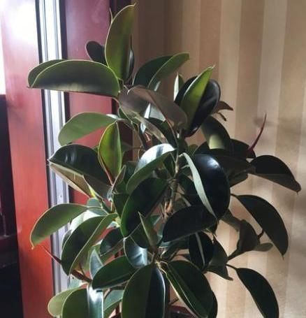  长得非常|客厅养上4种花，好养又大气，叶片四季翠绿，还能净化空气