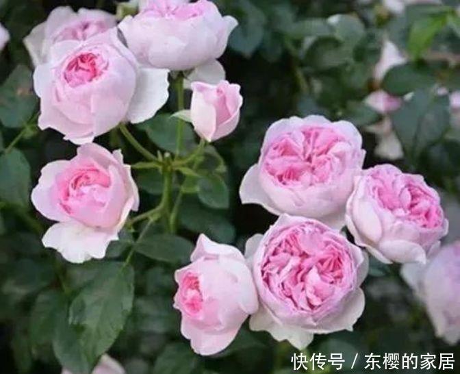  『适合』几种花适合阳台养，花香四溢宜人，花朵烂漫迷人，开花簇簇美爆了