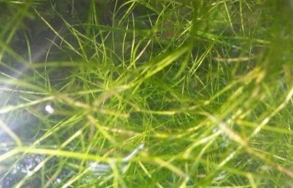  水里■农村水里常见的“眼子菜”，农民用它降火，到城里城里被