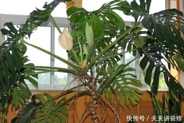  #能力#公认的这“4种”植物，吸甲醛能力超强，养得越多，身体越健康！