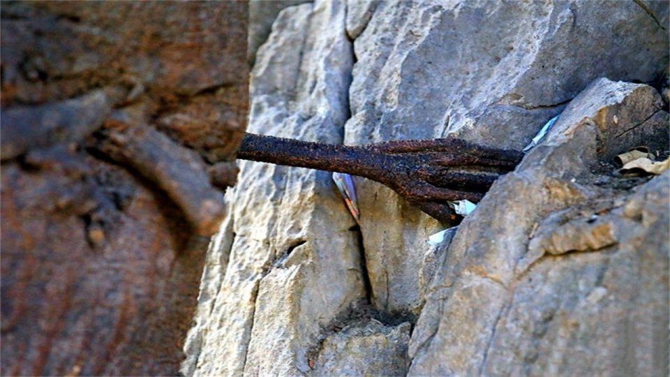 香格里拉的一棵神树菩提，长出来一只“佛手”，吸引不少人去膜拜