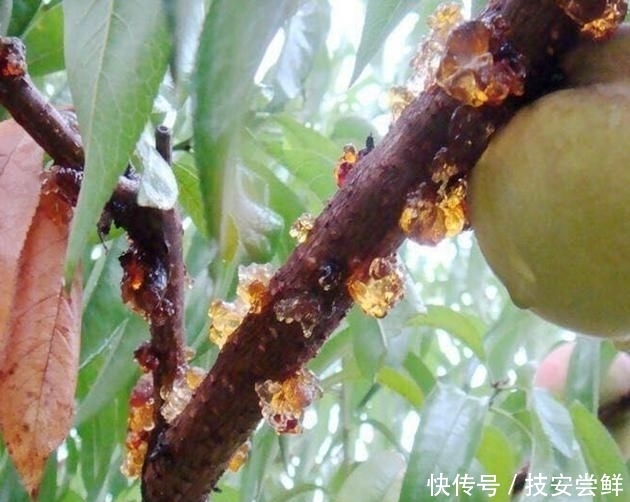 『食物』女人别傻傻买名贵化妆品了,多吃这6种碱性食物,皮肤水嫩有弹力