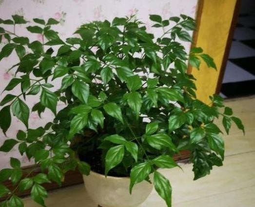  [幸福树]客厅盆栽幸福树好看又好养，净化效果堪比机器，对家人健康有益