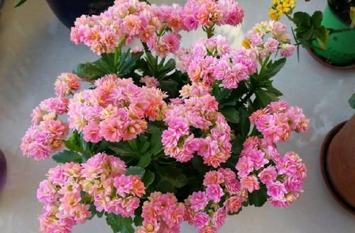  『粉嫩』居家最好养的花，花朵粉嫩丰腴，娇憨可爱，花期超长，好打理