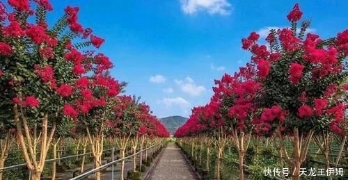  「世界」造型紫薇'观音花瓶'开花盛景，真是一花一世界，一岁一枯荣