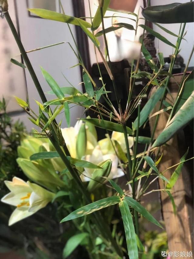 『生活』有一方小院，和你一起养花种草，这样就挺好