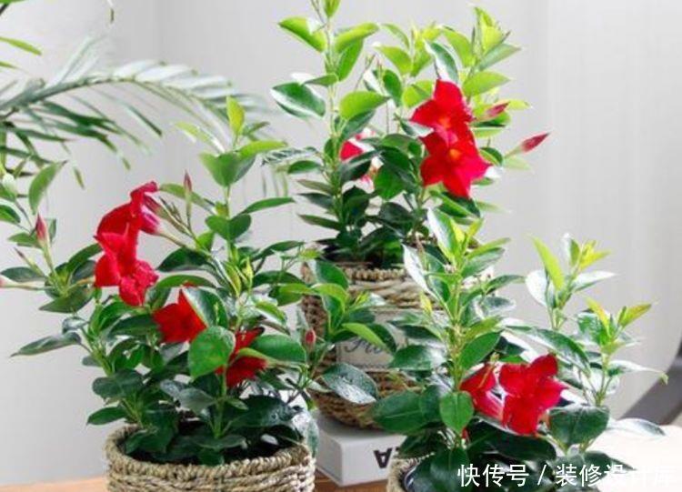  『迷人』喜欢在家中养护花卉，就选择花期长，花色艳丽，迷人的5种花卉