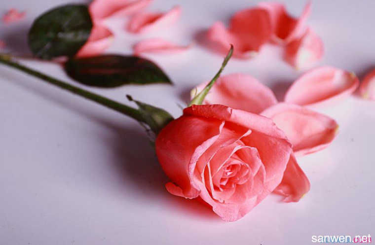 粉红色玫瑰的花语是什么