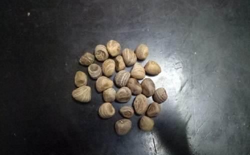  『发财树的种子』养了5年的发财树，才知道能开花能结果，还能长成小树苗！