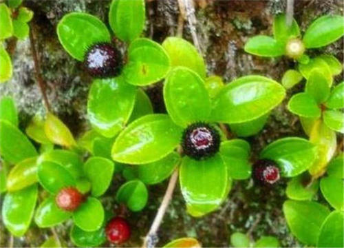 农村一种“五彩野果”，以前没注意，原来一身都是宝，价值珍贵！