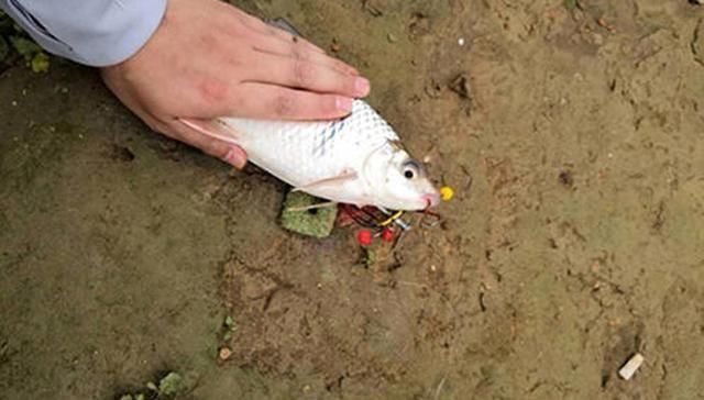  「露钩装饵」钓鱼时到底该不该露钩？别争论了，实践才能出真知