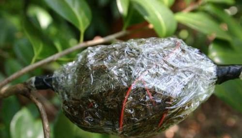  「经济」3个小窍门，经济又实用，扦插'花草果树'个个包活