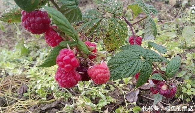 专家预测它是“第三代水果”，国外广泛栽培，在我国却无人问津