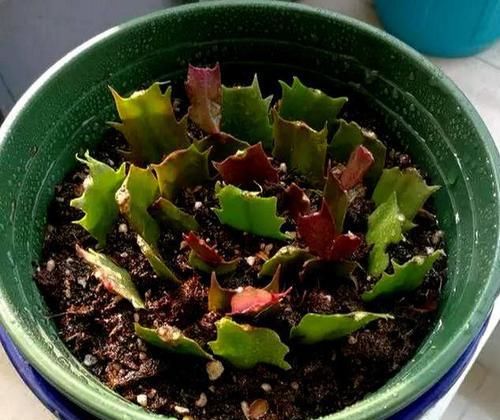  「家里」好养又好繁殖的3种花，给你一片叶子，就能把家里爆成花海