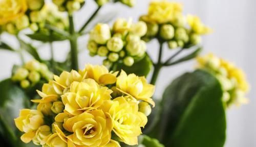  [更多]长寿花这样养护，花期更久，花苞不停开！买一次，可以养很久
