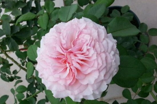 『牡丹』喜欢菊花,不如养盆“精品玫瑰”贾尔迪娜,花开似艳牡丹,美娇娘