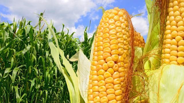  [提高]利用新技术提高玉米种植效率对策