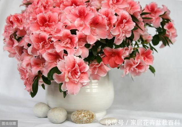  不见：窗台上的一盆杜鹃花，每年很简单的养护，却年年见花不见叶