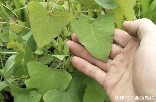  【三角形】路边有“1种野草”奇特，被称为“杠板归”，叶片三角形，珍贵！
