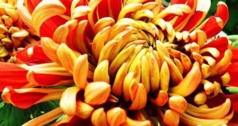  【海当】如果你喜欢花，你可以养一盆《菊中精品》让它流行起来。在菊花海当海盗会开花爆炸