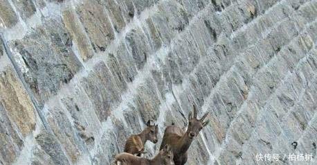 会极限运动的山羊行走于悬崖峭壁,不知恐惧为何物